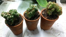Cereus repandus peruvianus for sale  SHEFFIELD