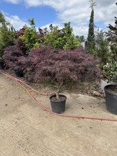 Acer tree japanese for sale  UXBRIDGE