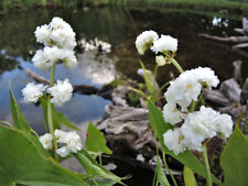 Double flower arrowhead for sale  BUCKFASTLEIGH