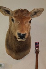 Bull elk deer for sale  Brandon