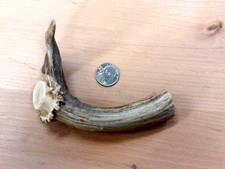 Natural real deer for sale  USA