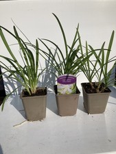 Agapanthus silver baby for sale  WOLVERHAMPTON