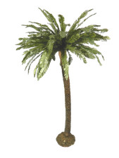 Palma oasi deserto usato  Napoli