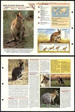 Red necked wallaby for sale  SLEAFORD