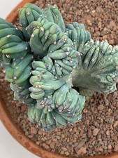 Myrtillocactus geometrizans st usato  Monterosso Almo