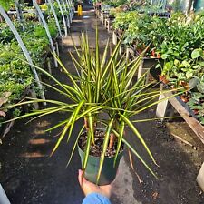 Dracaena kiwi cane for sale  Covina