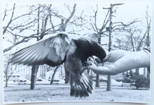 Feeding pigeon bird for sale  Hayward