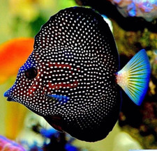 Gem tang saltwater for sale  Gardena