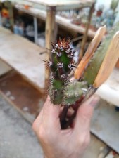 Eriocereus jusbertii. harrisia usato  Civitanova Marche