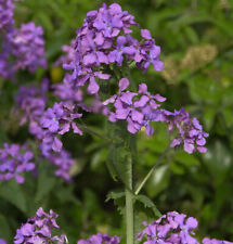 Silberling lunaria annua gebraucht kaufen  Bad Zwischenahn
