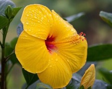 Exotic tequila hibiscus for sale  Miami