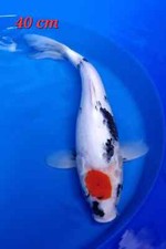 Kase tancho showa for sale  BRIDGEND