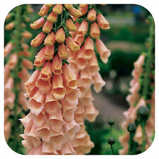 Foxglove digitalis apricot for sale  LINCOLN