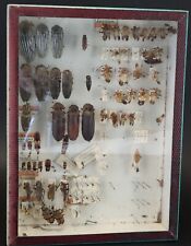 Cabinet curiosity entomology d'occasion  Expédié en Belgium