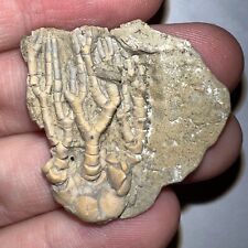 Fossil crinoid parisocrinus for sale  Wimauma