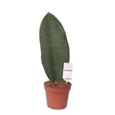 Pianta sansevieria trif. usato  Terlizzi