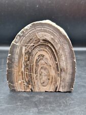 Beautiful polished petrified for sale  Federal Way