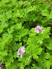 Citronella geranium strong for sale  LONDON