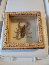 Taxidermy framed scorpion for sale  Creswell