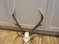 frozen taxidermy for sale frozen taxidermy for sale BRIDGE OF ORCHY