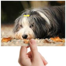 Bearded collie puppy for sale  SELBY