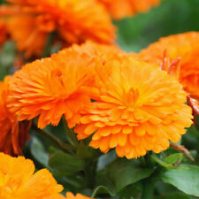 British orange giant for sale  WARRINGTON