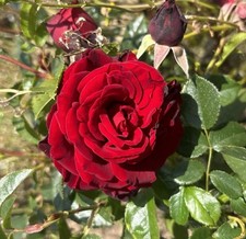 Crimson cascade red for sale  SPALDING