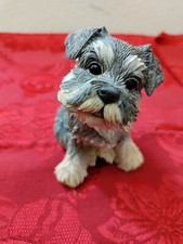 Schnauzer puppy 01903 for sale  Homestead