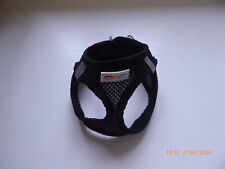 Little lively black for sale  BLANDFORD FORUM