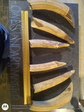 hippo teeth for sale hippo teeth for sale Spring City