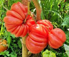 Mushroom basket tomato for sale  Springfield