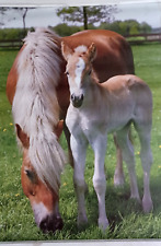 Heflinger foal 1985 for sale  HORNCHURCH