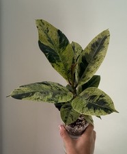 Ficus shivereana moonshine for sale  COLCHESTER