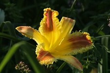 Taglilie hemerocallis uter gebraucht kaufen  Bochum