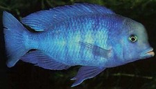 Pack blue moorii for sale  Raymond