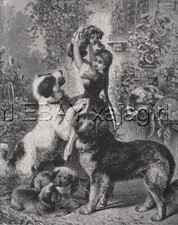 Dog newfoundland family for sale  Lake Villa