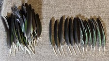 Molted amazon parrot for sale  Houston