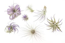 Purple tillandsia air for sale  Saint Augustine