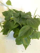 Pot philly cordatum for sale  Apopka