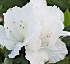 Rhododendron azalea snow for sale  Hollister