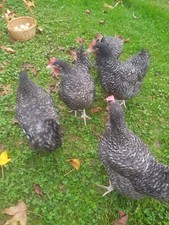 Oeufs fécondés poule d'occasion  Rozay-en-Brie