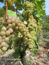 Vitis chardonnay wein gebraucht kaufen  Wuppertal