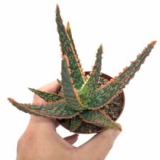 Aloe dannyz rare for sale  BRIGHTON