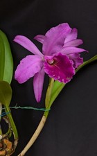 orchid beautiful plant pot for sale orchid beautiful plant pot for sale Miami Beach