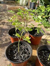 Moringa plants for sale  Brandon