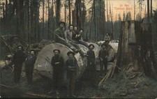 Logging loggers timber for sale  USA