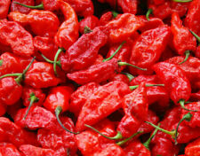 Peperoncino naga morich usato  Torino