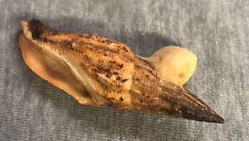 Vexillum curviliratum 61mm for sale  Niceville