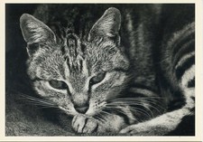 Cpsm carte postale d'occasion  Toulon-