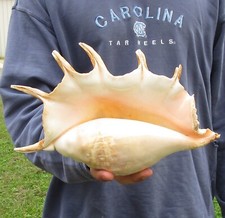 Inch giant spider for sale  Saint Augustine